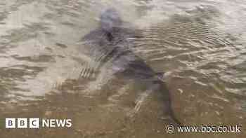 Shark spotted in River Stour leaves woman 'amazed'