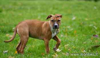 Cani liberi e pericolosi al Parco di Monza [sondaggio]: vietare ai Giardini Reali l’accesso ai cani sì o no? - MBNews