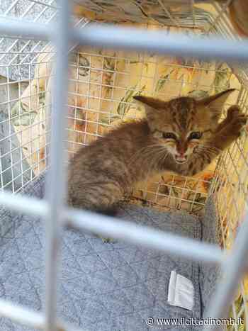 Gattino nel vano motore, tratto in salvo - Il Cittadino di Monza e Brianza
