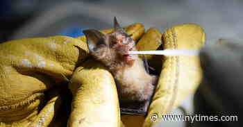 Bat Virus Studies Raise Questions About Laboratory Tinkering