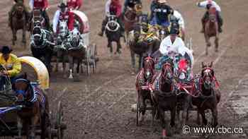 Horse put down following injury at Calgary Stampede chuckwagon races