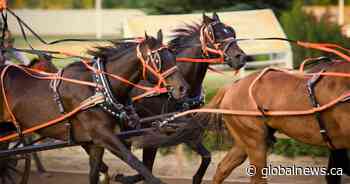 Chuckwagon horse euthanized after Calgary Stampede race