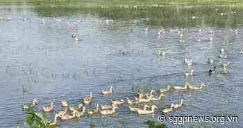 Thousands of hectares of rice in Mekong Delta damaged by thunderstorms - sggpnews