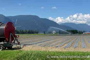 BC flood: Abbotsford winery reopens after atmospheric river - Delta Optimist