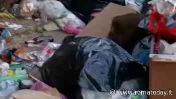 Dietro i cassonetti la sorpresa: una famiglia di cinghiali banchetta con i rifiuti