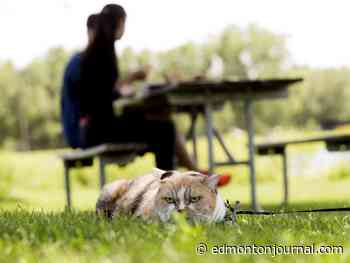 Edmonton weather: I will enjoy this hot weather, I will enjoy this hot weather