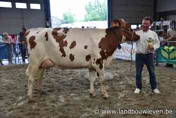 Ook knappe melkveetoppers in de ring tijdens de 30ste veeprijskamp in Tielt - Landbouwleven