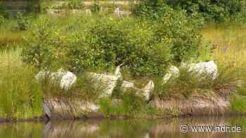Gefährlicher Abfall: Schenefeld wird Faulschlamm nicht los - NDR.de