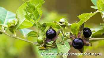 Giftige Beeren in Deutschland: Diese Früchte sollten Sie erkennen