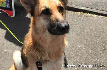 FW-BN: Junge Hündin wird in den Rheinstrom gezogen