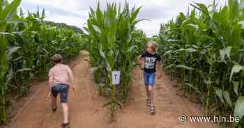 Berings maïsdoolhof opent opnieuw de deuren | Beringen | hln.be - Het Laatste Nieuws