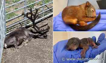 Vets warn pet owners ahead of Britain's hottest day as reindeer, dogs and squirrels seen struggling