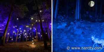 This Night Trail Near Ottawa Takes You Over A Glowing Suspension Bridge Beneath The Stars - Narcity Canada