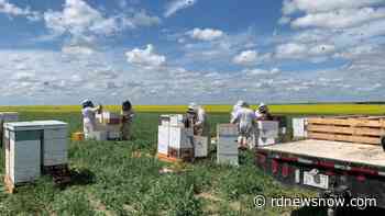 Varroa mite causes Red Deer beekeepers to lose hives - rdnewsnow.com