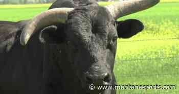 Red Eye Rodeo set to make annual stop in Deer Lodge - Montana Sports