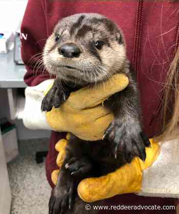Baby otter recuperating at central Alberta wildlife centre – Red Deer Advocate - Red Deer Advocate