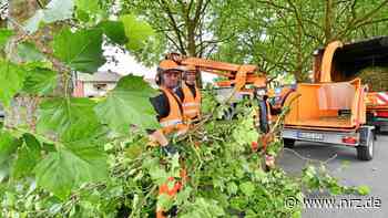 Rees: Wann Grundstückseigentümer Hecken schneiden sollen - NRZ News