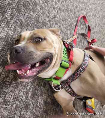 BARCS Rescue's Adoptable Dog Tales - Astrid - CochraneNow.com
