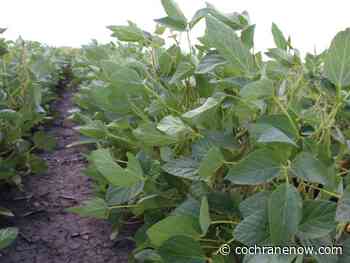 US crops struggling heading into home stretch - CochraneNow.com