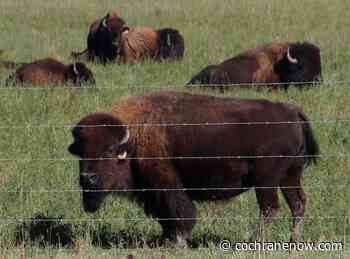 New funding will help bison producers seize market opportunities - CochraneNow.com
