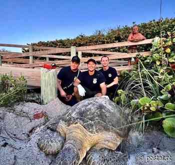 Bombeiros removem tartaruga gigante com quase 100 quilos presa no areal - Postal do Algarve