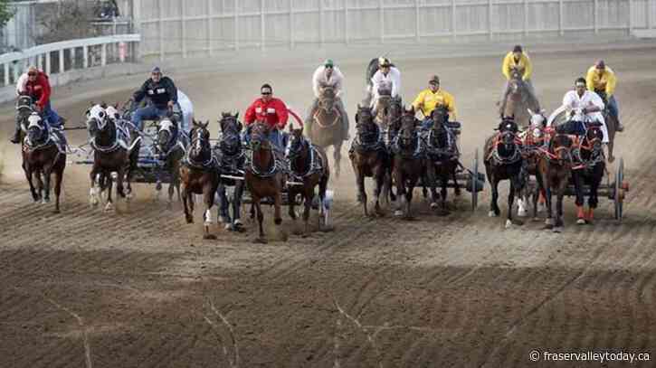 Horse put down following injury during Calgary Stampede chuckwagon races