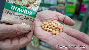 Une pénurie de houmous à l’horizon?