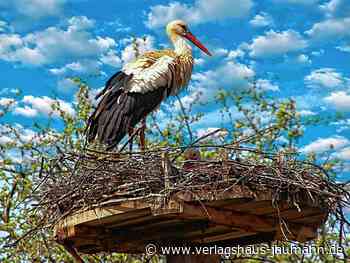 Kandern - Nicht einmal die Hälfte der Jungtiere hat überlebt - www.verlagshaus-jaumann.de
