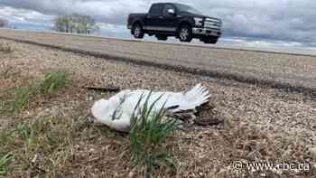 Reports of avian flu have dropped in Sask., says province