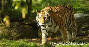 Dublin Zoo disputes allegations of mistreating animals - BreakingNews.ie