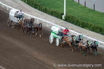 The Chuckwagon Races are Back at the Calgary Stampede — Here's What You Should Know - Avenue Calgary