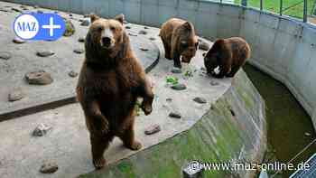 Luckenwalde: Im Tierpark ist der letzte Bär gestorben - Märkische Allgemeine Zeitung
