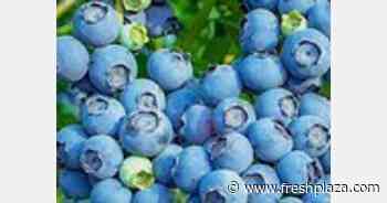 New charter service to transport fresh blueberries from Chile to the US starts in the 2022-2023 season - FreshPlaza.com