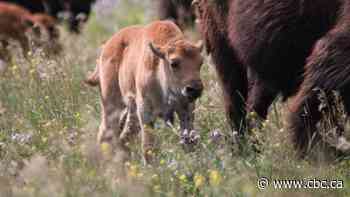 $5.1M dedicated to saving wood bison in Canada as animal faces 'imminent threat'