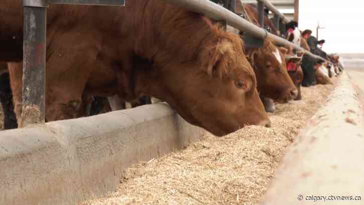Is the spike in the price of beef hurting Alberta beef producers?
