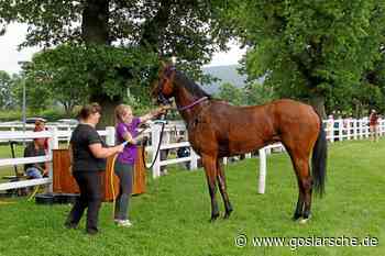 „Das Wohl der Tiere steht für uns an erster Stelle“ - Lokalsport - Goslarsche Zeitung