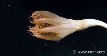'Thrilling Discovery': Surprising Sea Creature Spotted in Pacific     - CNET