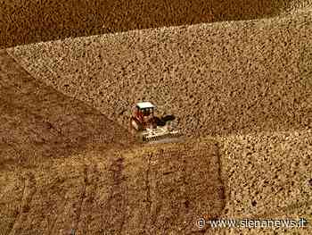 Coldiretti Siena: “Prezzo del grano in caduta libera, troppe speculazioni e produttori penalizzati ... - Siena News