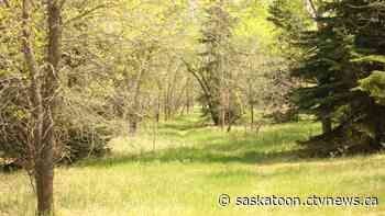 There's a 'secret forest' in Saskatoon and anyone can visit