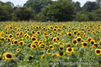Rocketing demand for Ukraine's national flower the sunflower – supermarket - The Oldham Times