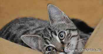 Ansbach: Passanten hören verzweifeltes Miauen - Kätzchen in Motorraum von Auto eingeklemmt - inFranken.de