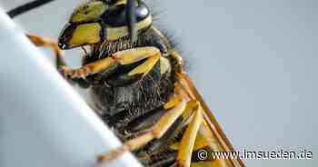 E-Scooter-Unfall in Memmingen wegen Wespe - IMSÜDEN