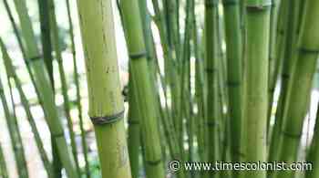 Saanich homeowner wins $2000 from neighbour who planted bamboo that invaded his lawn - Times Colonist