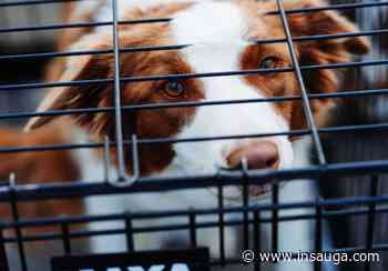 Hundreds of people in Whitby and Pickering get rid of pets as lockdowns end | inDurham - insauga.com