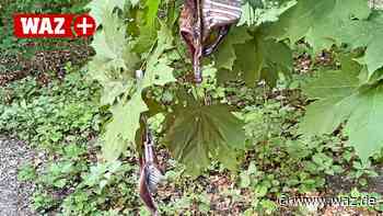 Neue makabere Funde: BH und Slip an einem Lauftreff in Essen - WAZ News