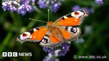 Big Butterfly Count: People asked to join in to help address extinction