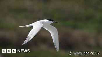 Several hundred birds found dead at Norfolk nature reserve