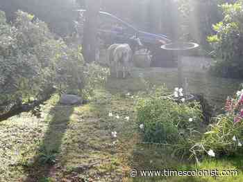 Goats gone wild: Central Saanich police tracking owner of loose animals - Times Colonist