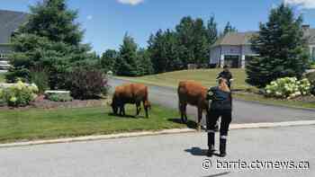 Cows wander into Simcoe County neighbourhood determined to stay