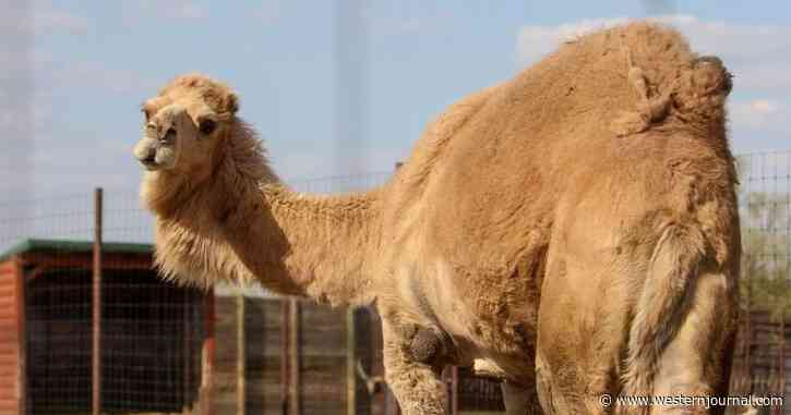 Forget Tigers: Camel Attacks Zoo Worker, Biting His Head and Dragging Him 15 Feet